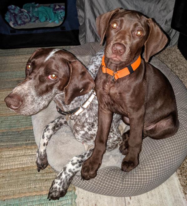 /images/uploads/southeast german shorthaired pointer rescue/segspcalendarcontest2019/entries/11769thumb.jpg